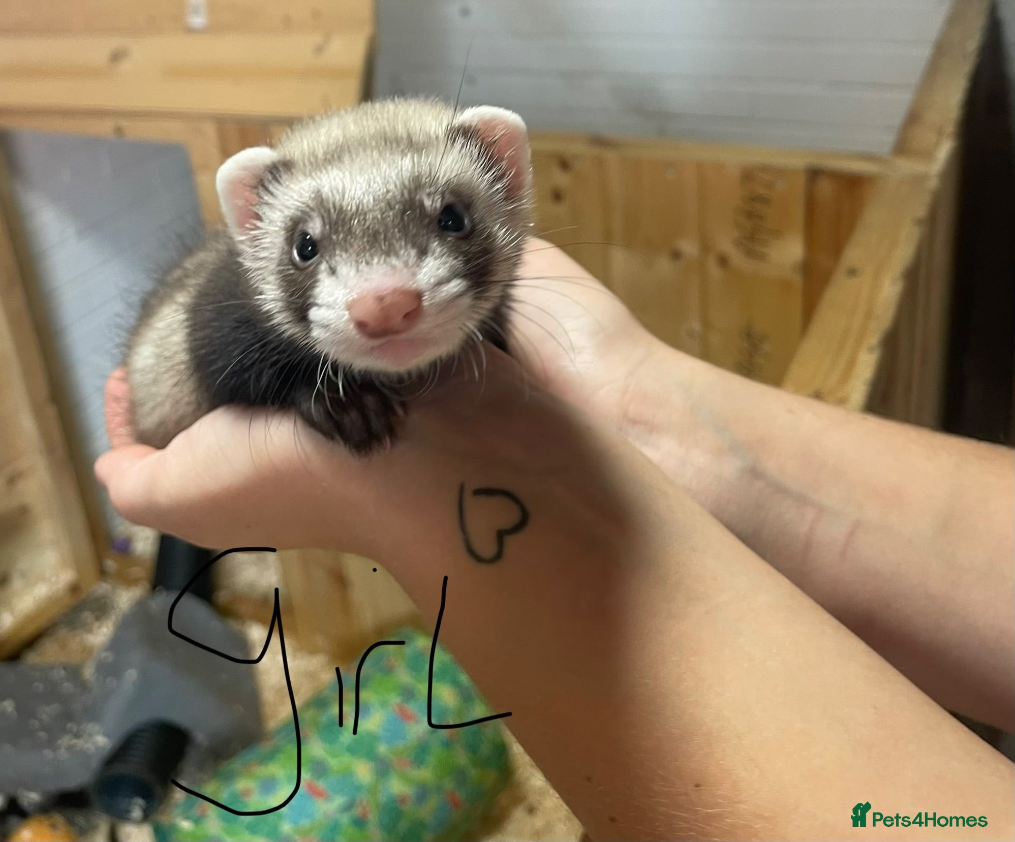 Ferret rodents Ferret kits for sale  - Advert 2