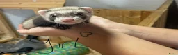 Ferret rodents for sale: Ferret kits for sale  - Advert 1