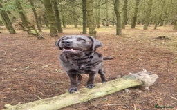 Labrador Retriever dogs for sale: Health Tested KC Registered Labradors - Image 3