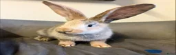 Continental Giant rabbits for sale: Pure Bred Continental Giants  - Advert 3
