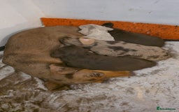 Miniature Dachshund dogs for sale: Fun-Loving Best Miniature Dachshund puppies Awaits - Advert 2