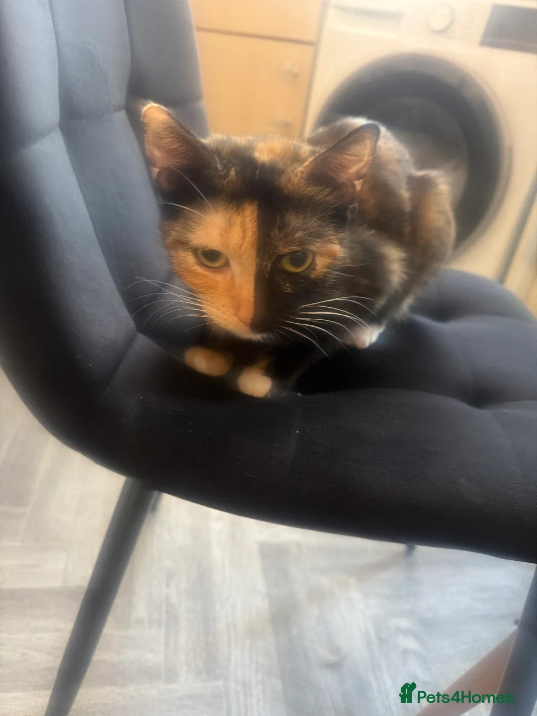 American Shorthair cats for sale: Male American short hair  in Leigh - Advert 1