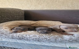Dachshund dogs for sale: 2 girls and 1 boy miniature dachshund puppies  - Image 1
