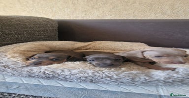 Dachshund dogs - Advert 11