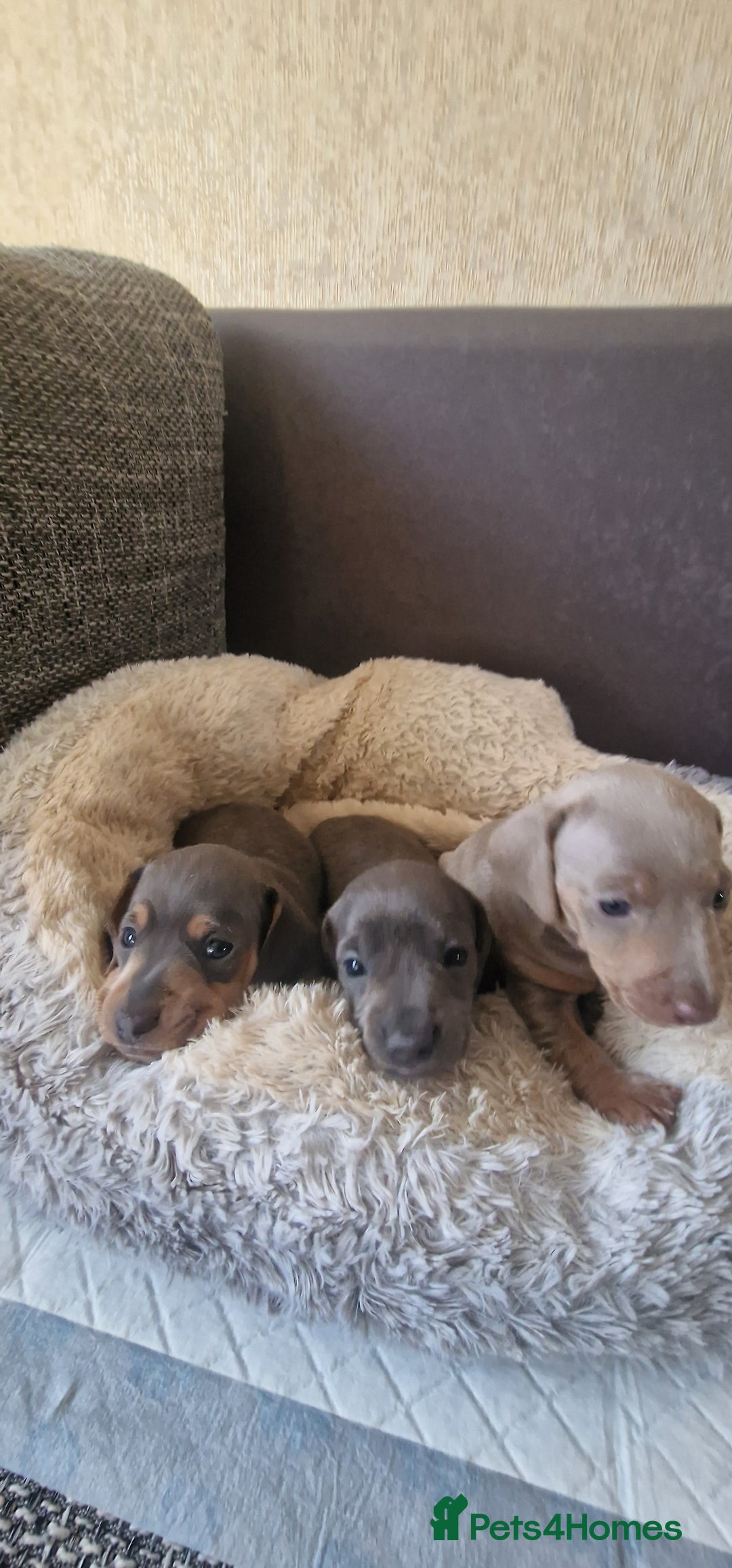 Dachshund dogs for sale: 2 girls and 1 boy miniature dachshund puppies  - Image 1