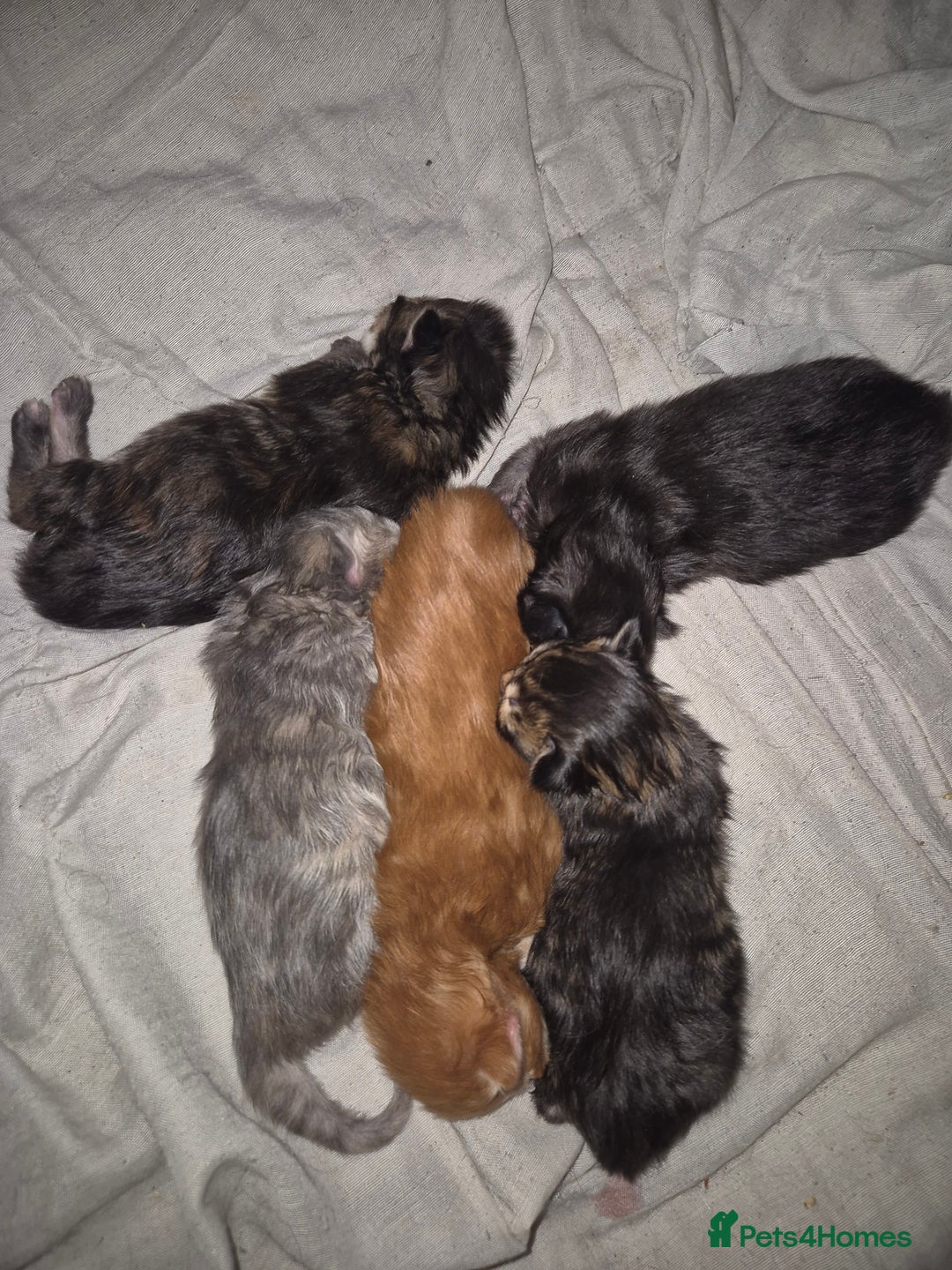 Maine Coon cats for sale: Russian /xxl maine coon - Advert 10
