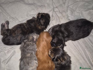 Maine Coon cats Russian /xxl maine coon - Advert 9