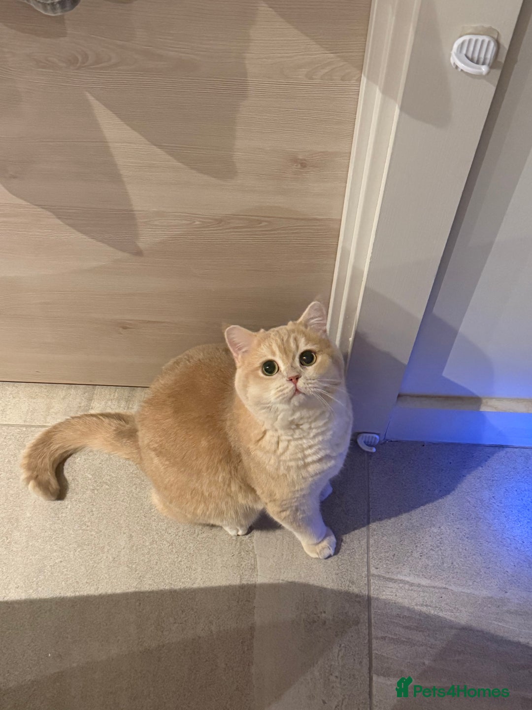 British Shorthair cats for sale: Sweetest 2 British shorthair boys seekingto rehome - Advert 6