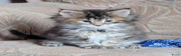 Maine Coon cats for sale: 🎄3 Purebred Maine Coon Girls – Ready 23 Dec 🎄 - Advert 9