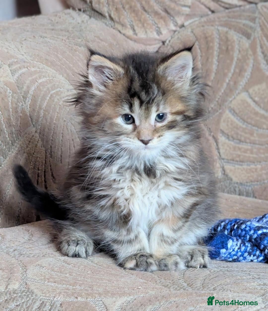 Maine Coon cats for sale: 🎄3 Purebred Maine Coon Girls – Ready 23 Dec 🎄 - Advert 9