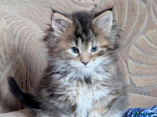 Maine Coon cats 🎄2 Purebred Maine Coon Girls-RARE OPPORTUNITY🎄 - Advert 5