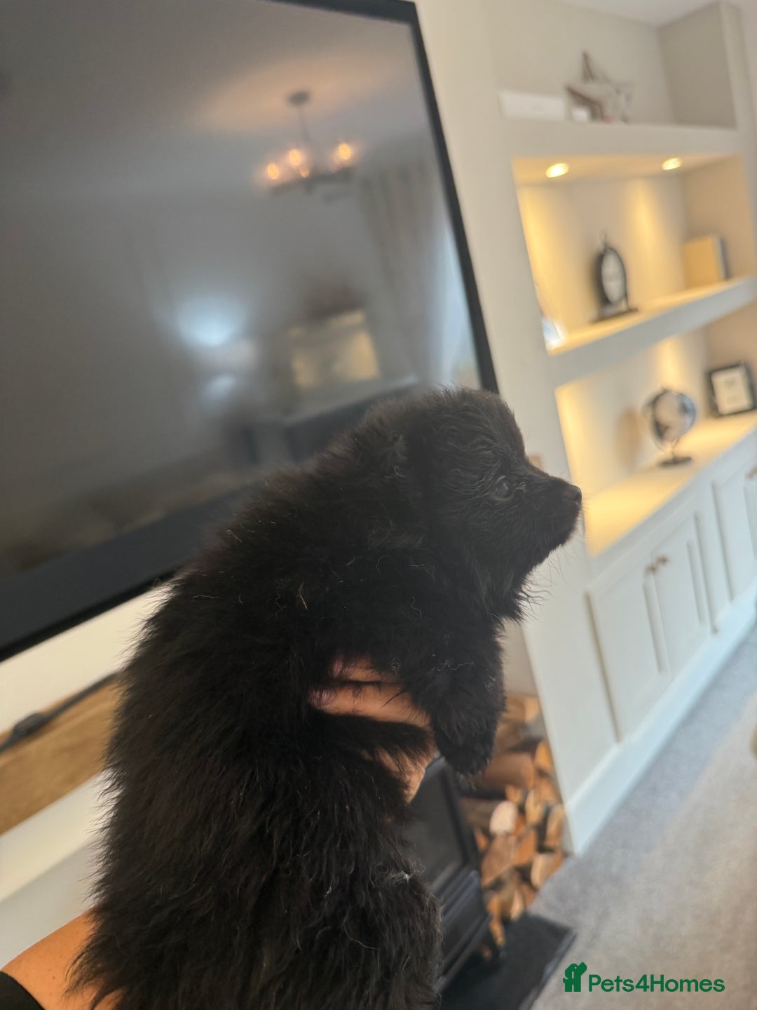 Pomeranian dogs for sale: Beautiful fluffy ** pomeranian babies - Image 8