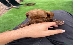 Cockapoo dogs for sale: Coockapoo - Image 9