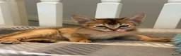 Abyssinian cats for sale: TICA reg one gorgeous Ruddy Aby boy left! - Advert 4