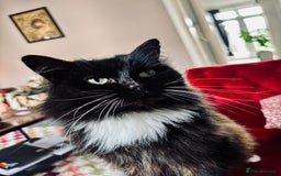 Mixed Breed cats for sale: Fluffy Claudia looking for a new home ✨  - Image 1