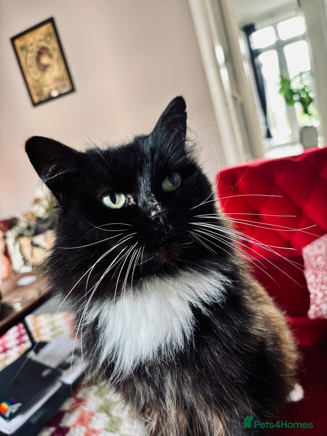 Mixed Breed cats for sale: Fluffy Claudia looking for a new home ✨  - Image 1