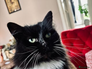 Mixed Breed cats - Advert 7