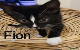 Mixed Breed cats for adoption: Bronwen, Carys, Fion,  - Image 7