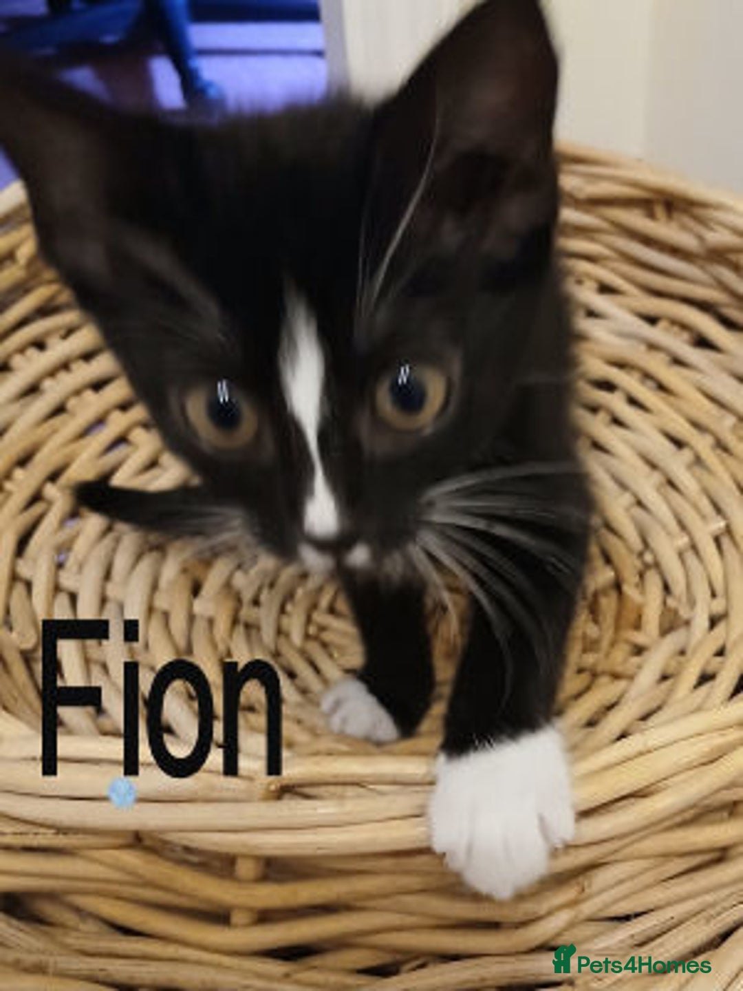 Mixed Breed cats for adoption: Bronwen, Carys, Fion,  - Image 7