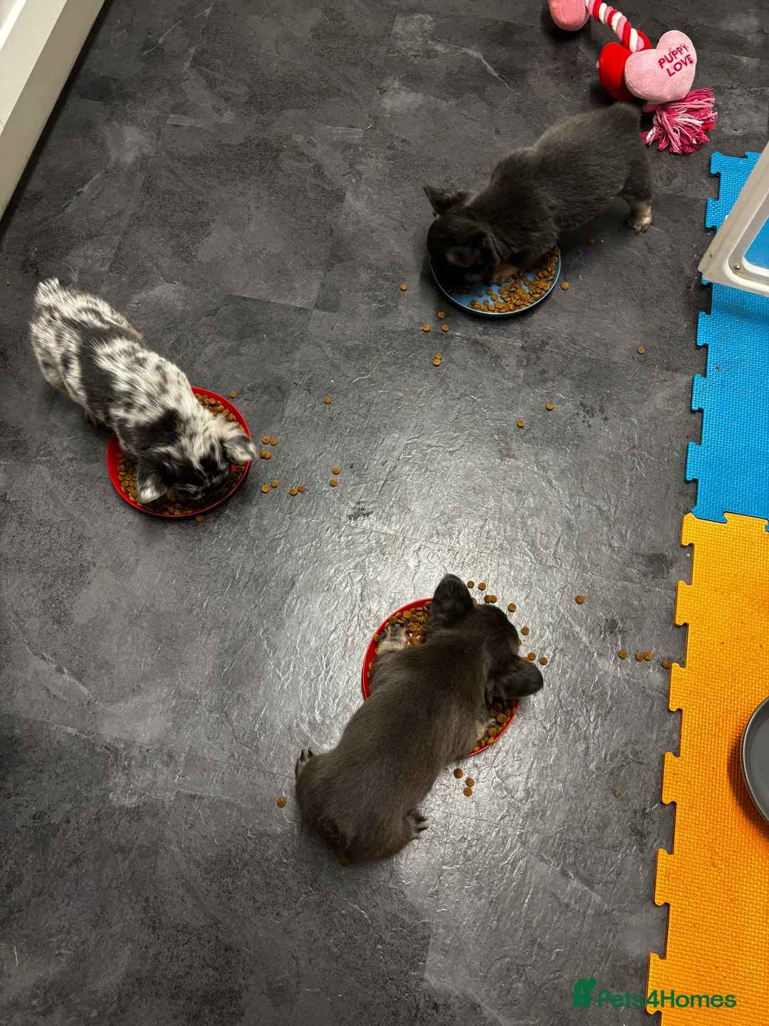 French Bulldog dogs for sale:  2 left 🇫🇷Fluffy french bulldog  - Advert 16