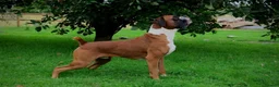 Boxer dogs for sale: 🐶 Stunning Champion Boxer Puppies 🐶 - Advert 14