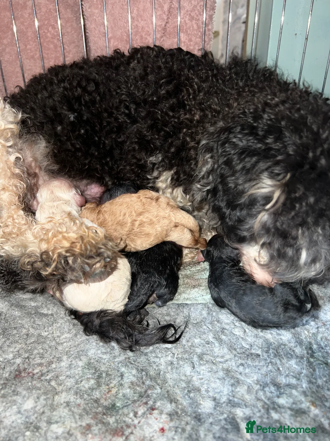 Toy Poodle dogs for sale: KC reg Toy Poodles -phantom, cream, apricot, black in Trimdon Station - Advert 2