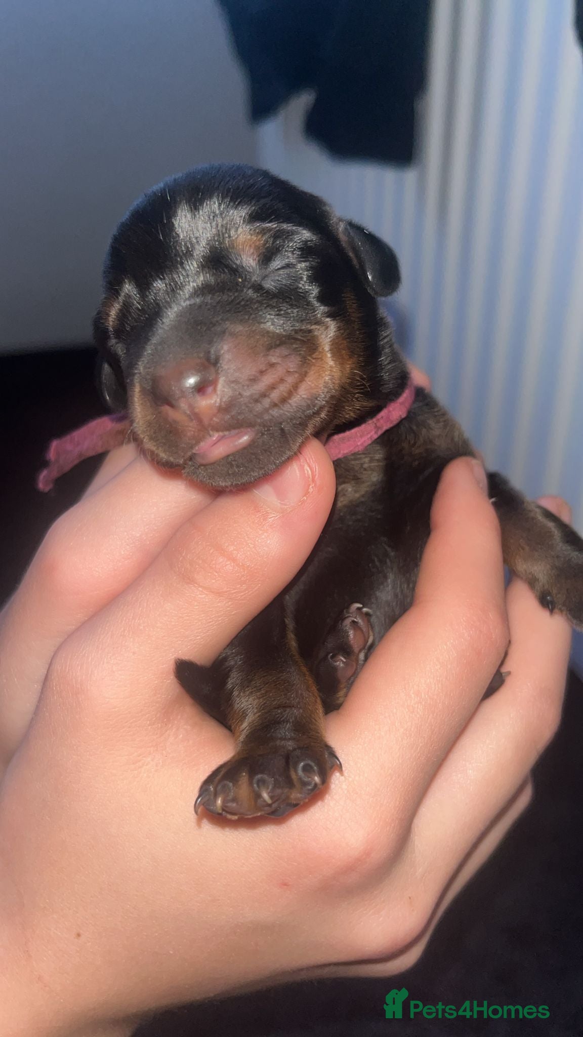 Dobermann dogs Beautiful family dobermans  - Advert 5