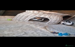 Mixed Breed cats for sale: Beautiful kittens for sale  - Advert 2