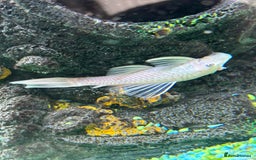 Sharks fish for sale: Silver Bala shark/ 2x snow white pleco - Image 4