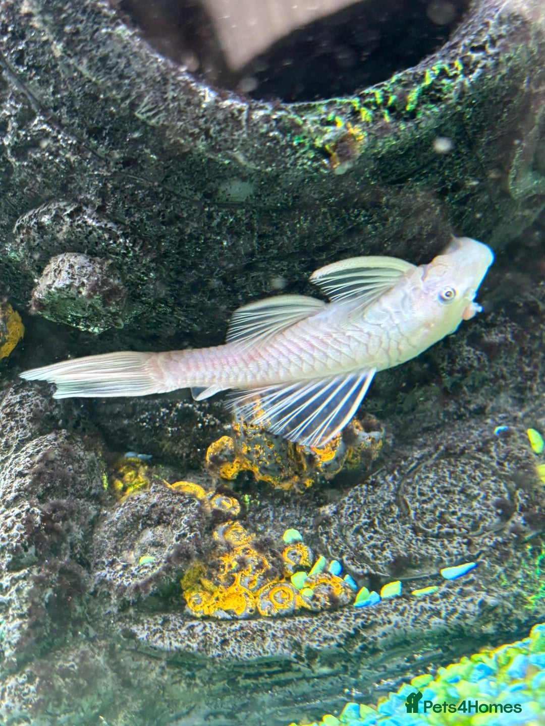 Sharks fish for sale: Silver Bala shark/ 2x snow white pleco - Image 4