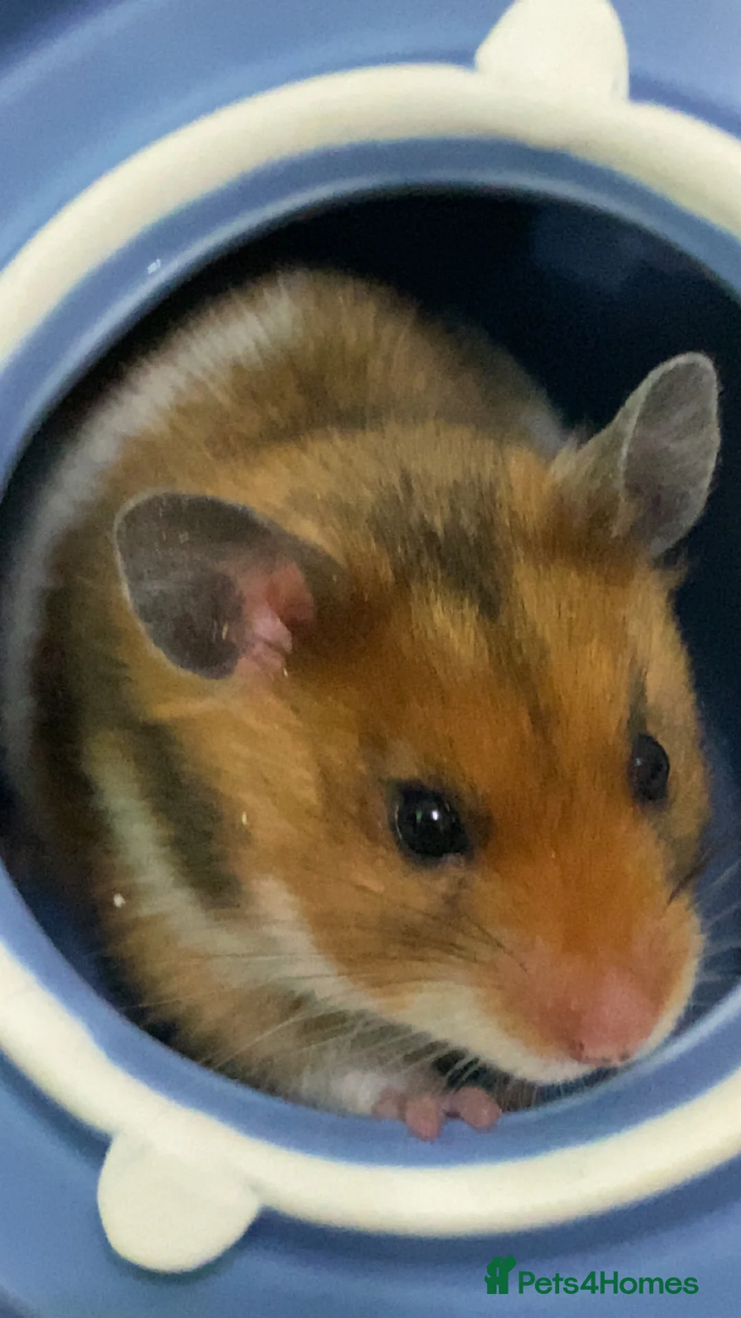 Hamster rodents for sale: Robin the hamster  - Advert 2