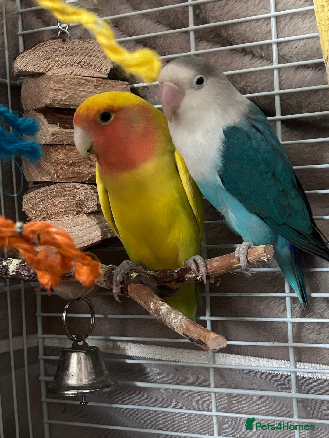 Lovebirds birds for sale: 2 Bonded Lovebirds For sale. NEED GONE❤️ - Advert 6