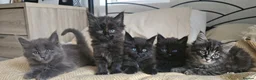 Maine Coon cats for sale: Maine coon kittens - Advert 2