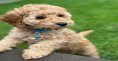 Cockapoo dogs - Advert 10