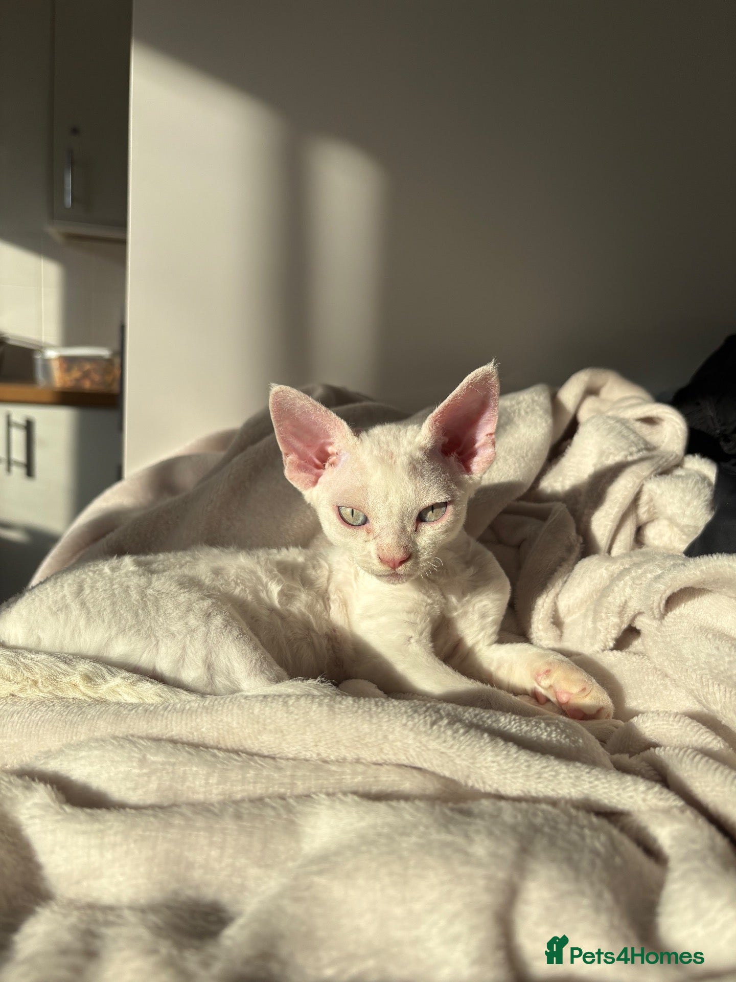 Devon Rex cats Ready to go ❤️devon rex available 😻❤️ - Advert 1