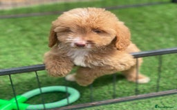 Cockapoo dogs for sale: Adorable F1 cockapoo pups NOW READY  - Image 13