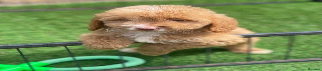Cockapoo Puppy 4