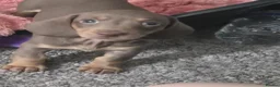 Miniature Dachshund dogs for sale: Female miniature dachshund  - Advert 5