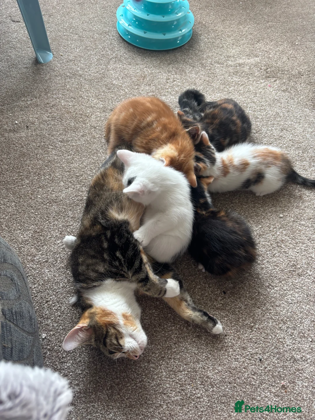 Mixed Breed cats for sale: Kittens in Leicester - Advert 1