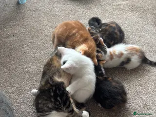 Mixed Breed cats Kittens - Advert 2