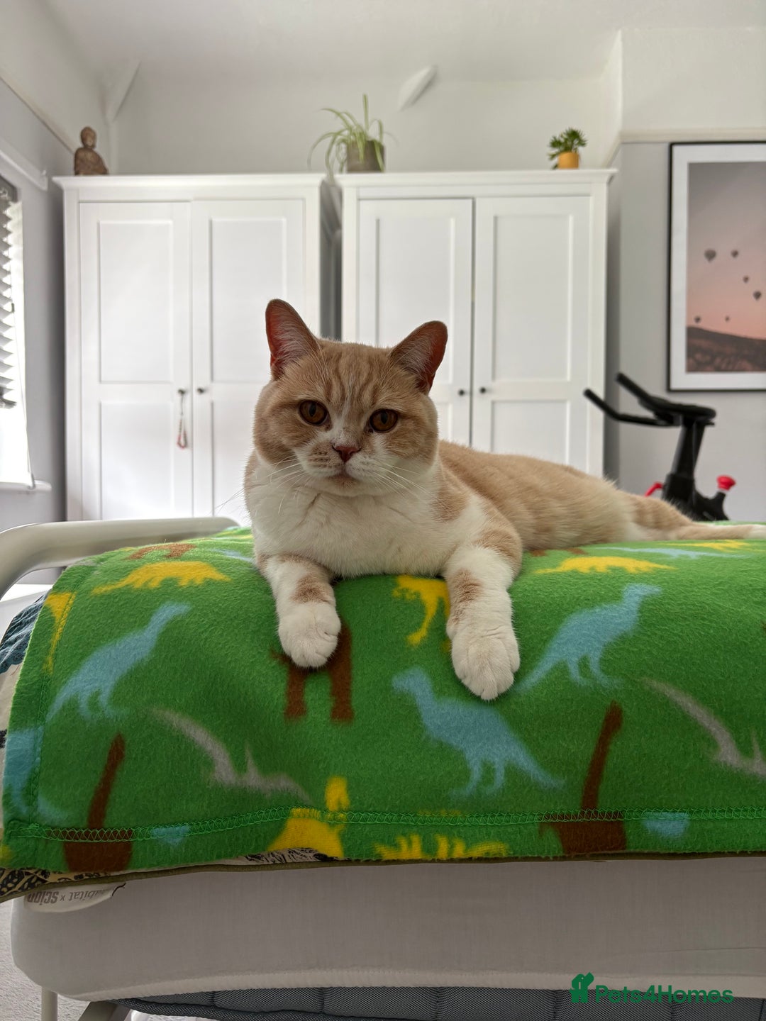 British Shorthair cats for sale: British bicolour shorthaired boy named ‘Biscuit’. - Image 6