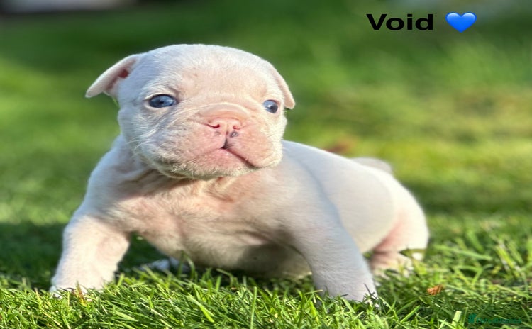 English Bulldog dogs 🌟 health tested parents 🌟  - Advert 1