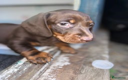 Miniature Dachshund dogs for sale: Mini chocolate Dachshunds in Luton - Image 17