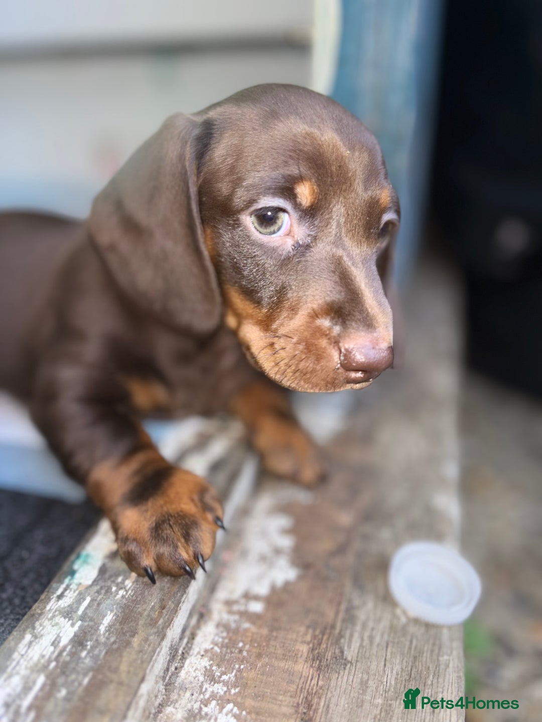 Miniature Dachshund dogs for sale: Mini chocolate Dachshunds in Luton - Image 17