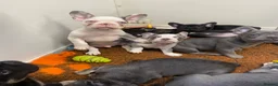 French Bulldog dogs for sale: French Bulldog puppies - Advert 24