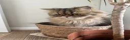 Persian cats for stud: Proven Persian Stud Cat  - Advert 8
