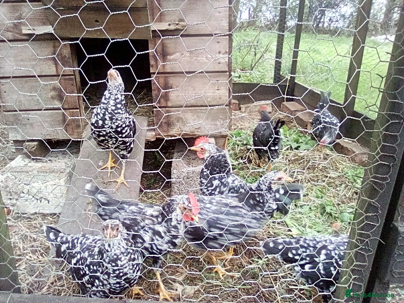 Hens poultry  Ancona pullets  - Advert 1