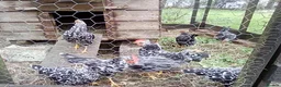 Hens poultry for sale:  Ancona pullets  - Advert 1