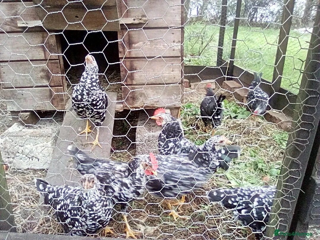 Hens poultry for sale:  Ancona pullets  - Advert 1