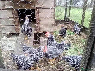 Hens poultry Ancona pullets - Advert 1